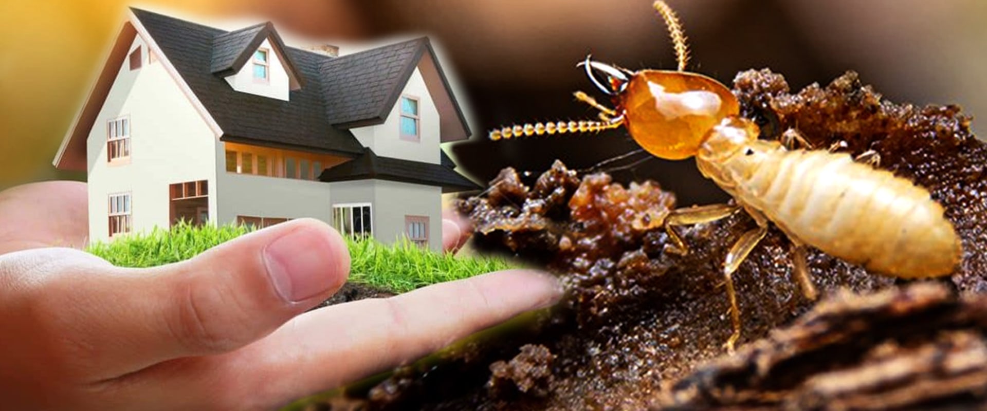 The Advantages of Professional Termite Removal Services