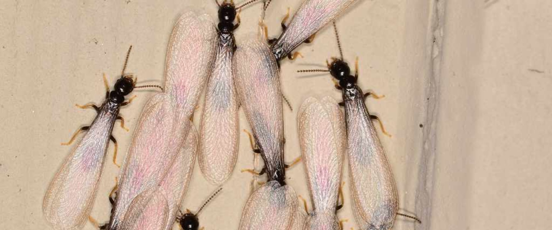Understanding the Key Differences Between Drywood and Subterranean Termites for Effective Termite Removal