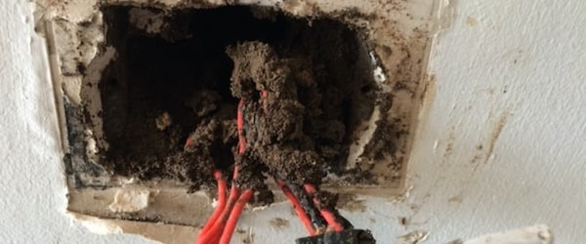Understanding the Impact of Termites on Electrical Systems in Your Home