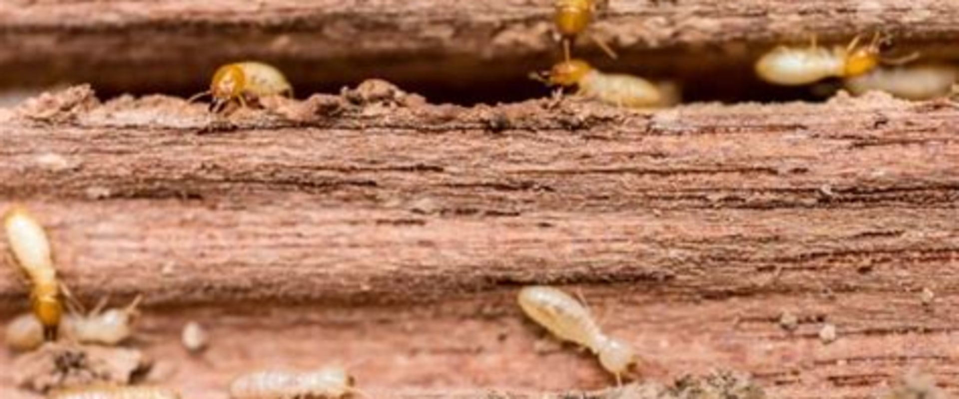 What to Do If You Discover Termites in Your Furniture or Belongings