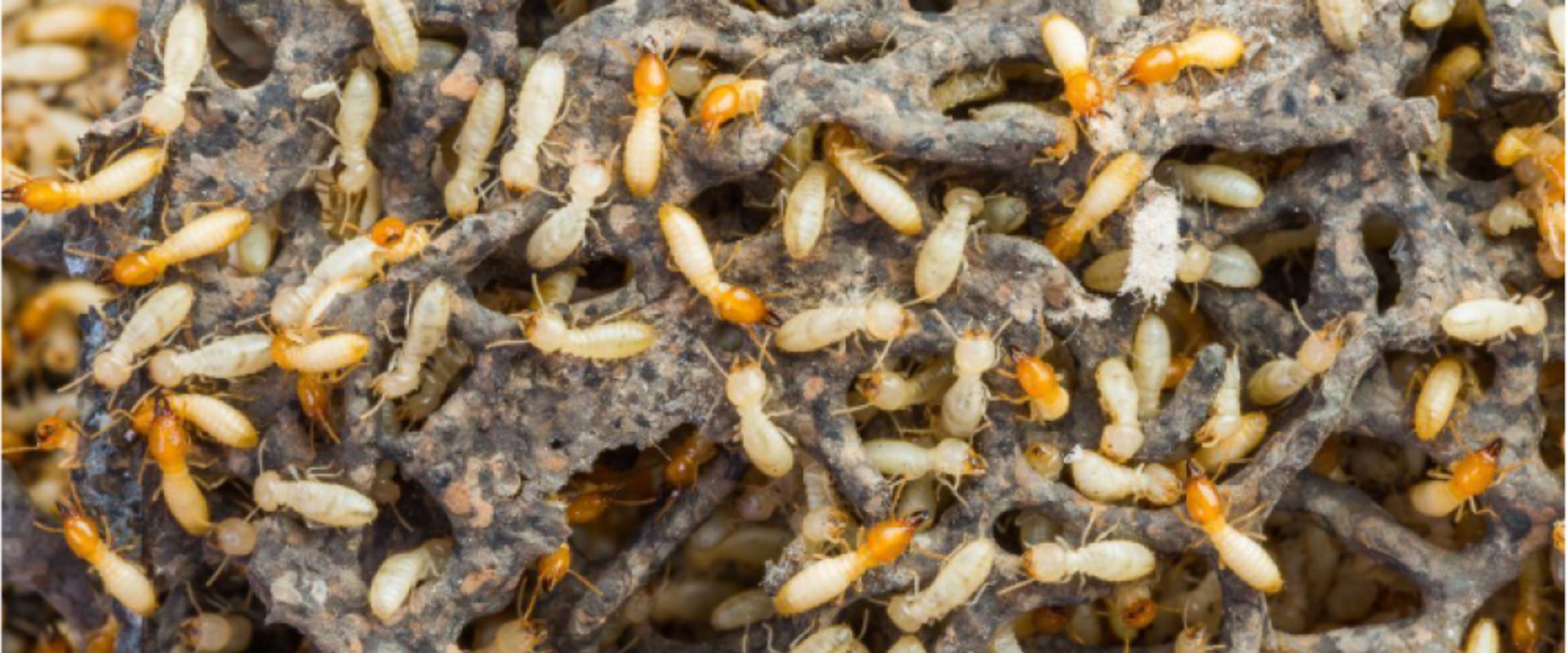 Understanding Hidden Termite Infestations: Signs, Risks, and Removal Strategies