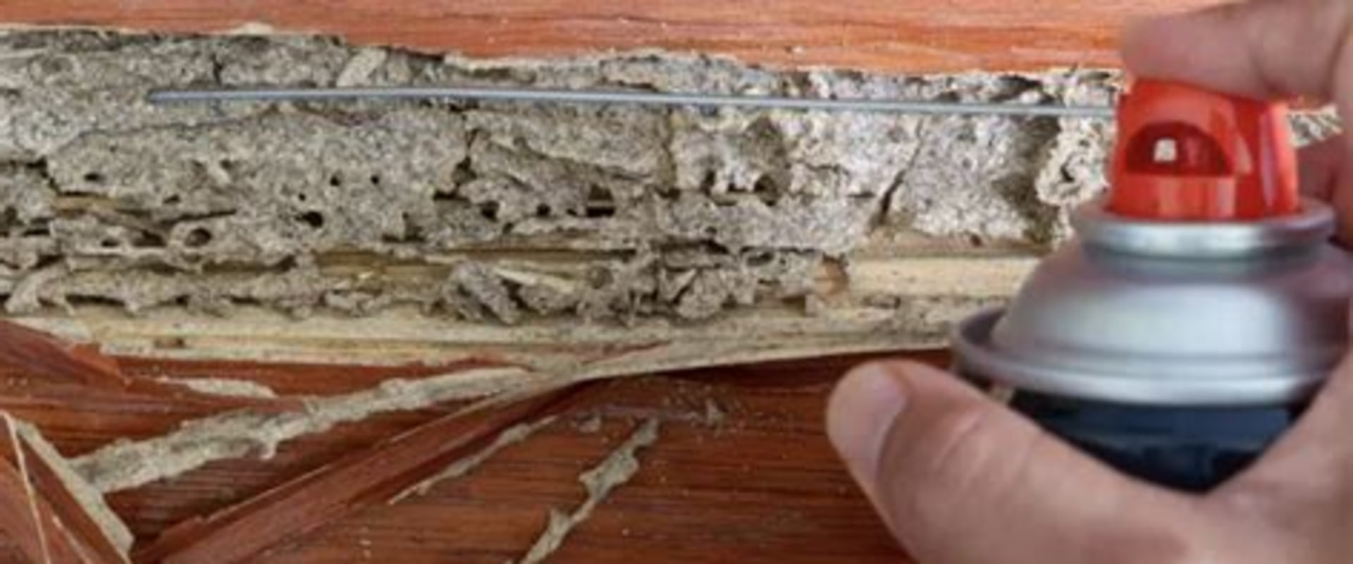 Common Pitfalls in DIY Termite Removal: What You Need to Know