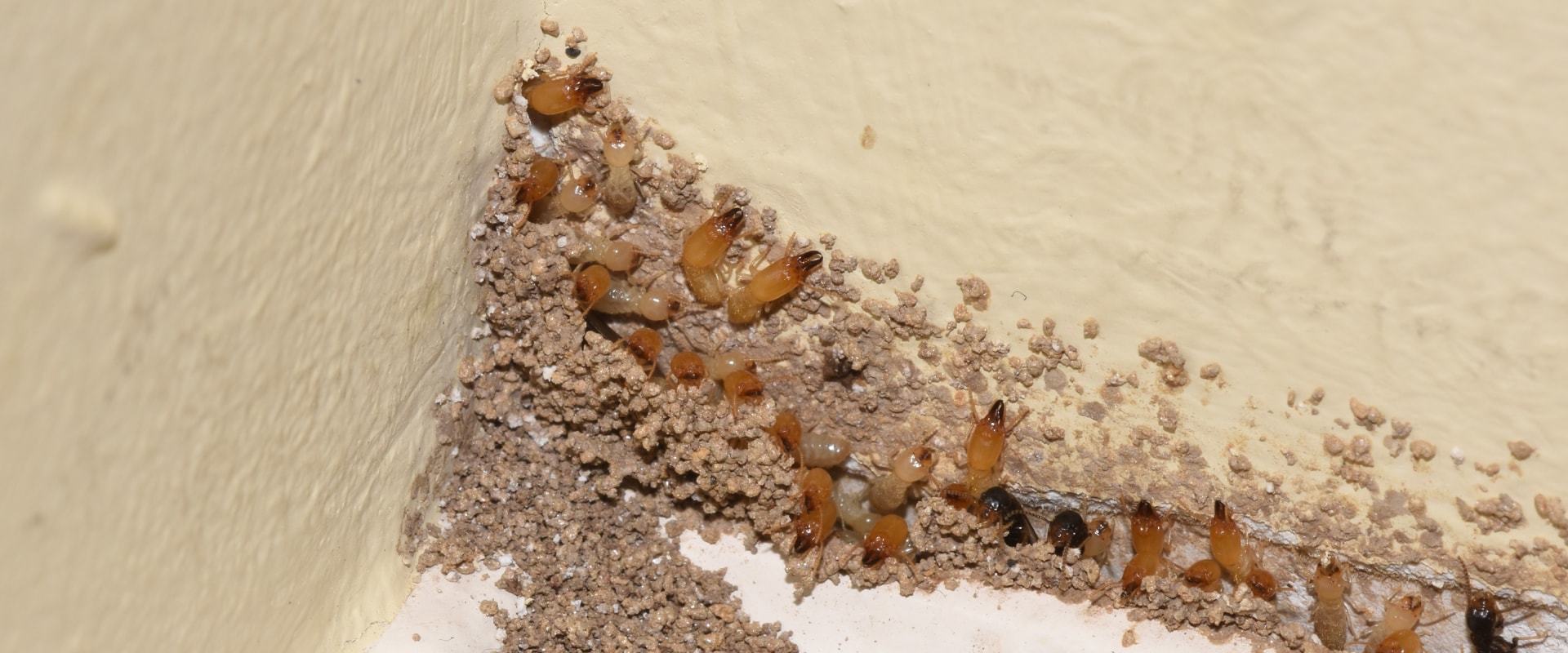 Identifying the Warning Signs of Termite Infestation in Your Home