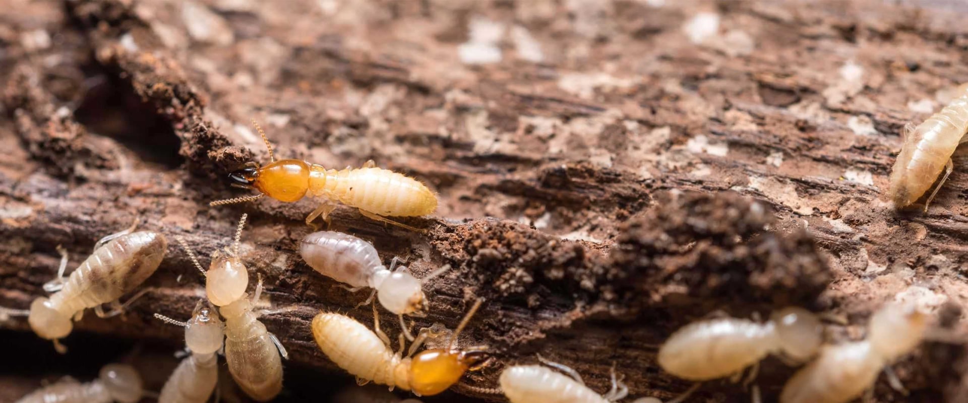 Identifying Termite Types in Your Home: A Guide to Effective Termite Removal
