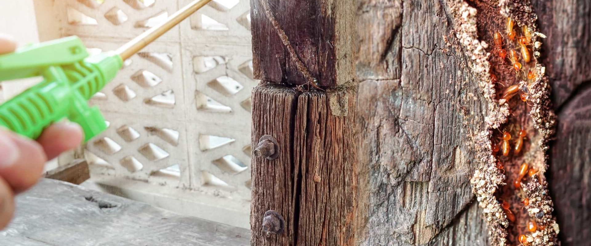 Natural and Eco-Friendly Methods for Effective Termite Removal