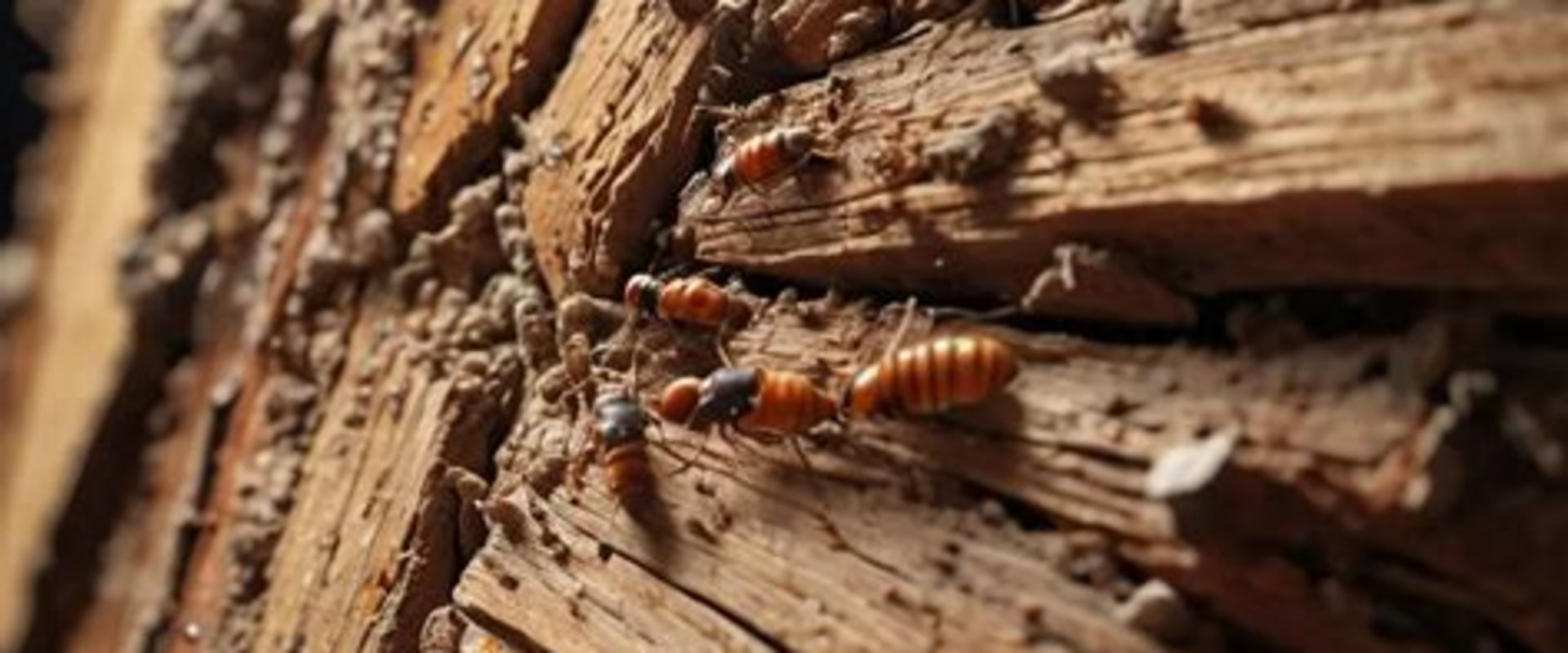 Effective Strategies for Termite Removal: A Comprehensive Approach