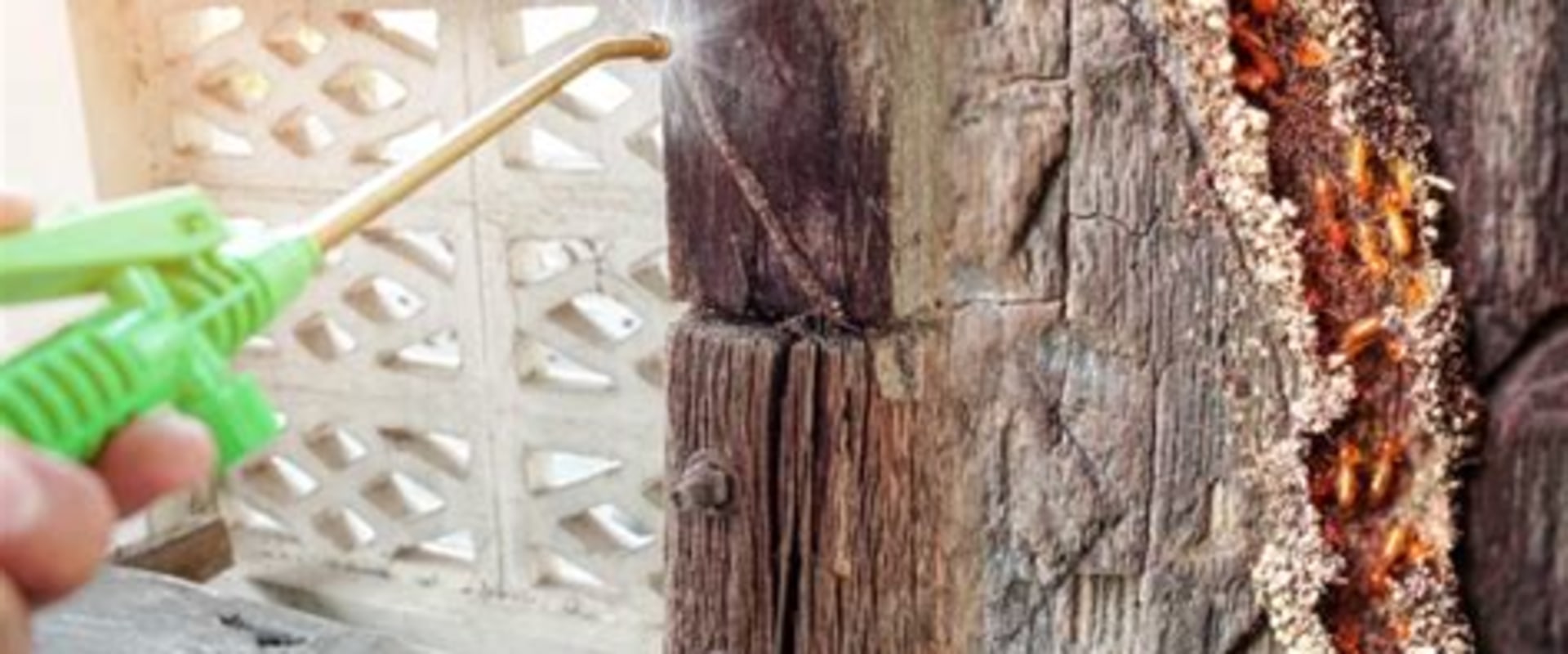 Effective Strategies for Termite Removal in Your Garden and Outdoor Areas