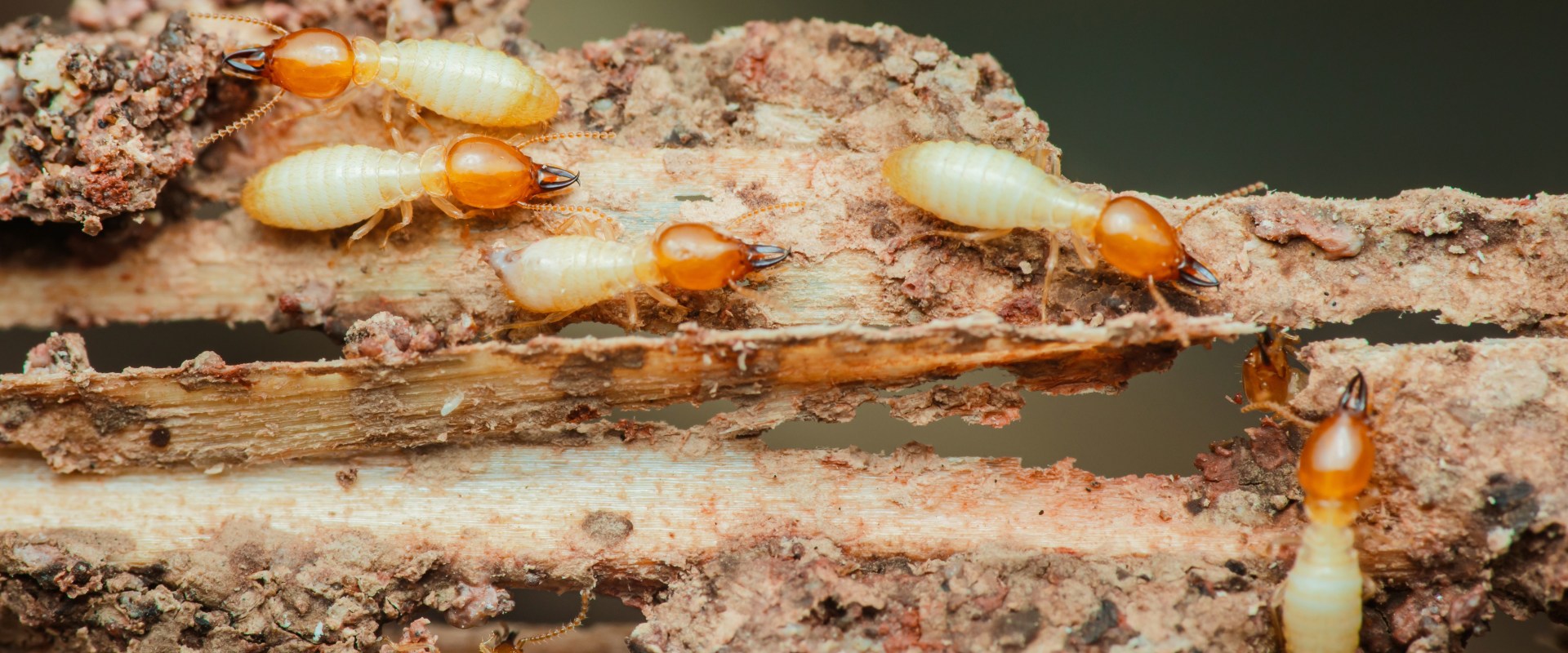 Understanding the Risks of Termites: Do They Pose a Threat to Humans and Pets?