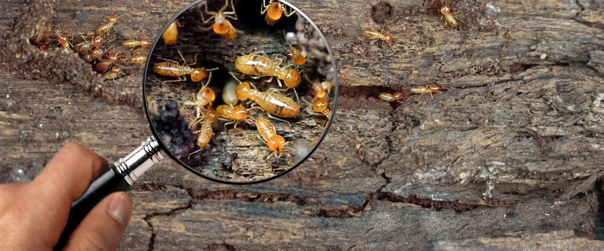 Identifying Successful Termite Treatment in Your Home