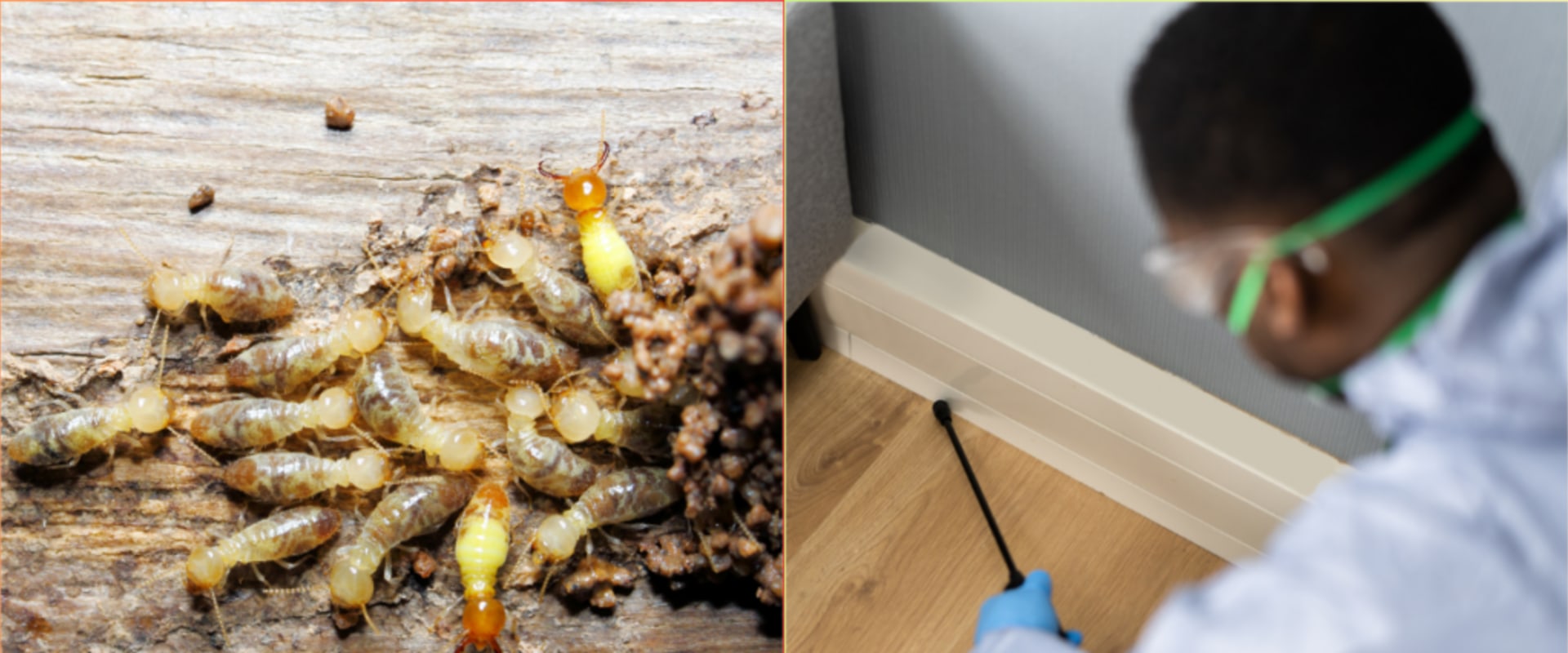 Understanding the Risks of DIY Termite Removal Methods