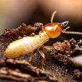 The Advantages of Professional Termite Removal Services