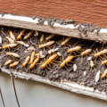 Understanding Warranties and Guarantees in Termite Removal Services
