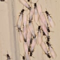 Understanding the Key Differences Between Drywood and Subterranean Termites for Effective Termite Removal
