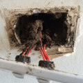 Understanding the Impact of Termites on Electrical Systems in Your Home