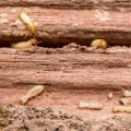 What to Do If You Discover Termites in Your Furniture or Belongings