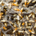 Understanding Hidden Termite Infestations: Signs, Risks, and Removal Strategies