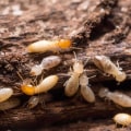 Identifying Termite Types in Your Home: A Guide to Effective Termite Removal