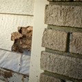Understanding the Long-Term Effects of Termite Damage on Your Property