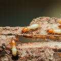 Understanding the Risks of Termites: Do They Pose a Threat to Humans and Pets?