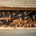 Understanding the Impact of Termites on Your Home's Structure