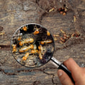 Identifying Successful Termite Treatment in Your Home