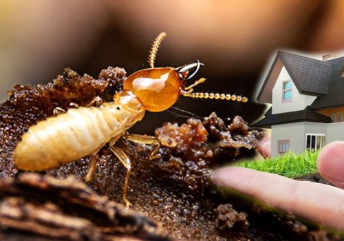 The Advantages of Professional Termite Removal Services