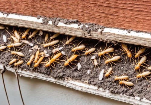 Understanding Warranties and Guarantees in Termite Removal Services