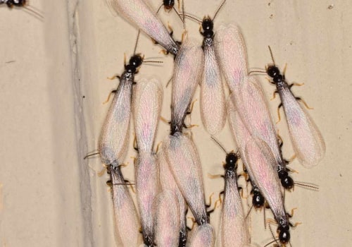 Understanding the Key Differences Between Drywood and Subterranean Termites for Effective Termite Removal