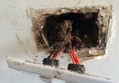 Understanding the Impact of Termites on Electrical Systems in Your Home