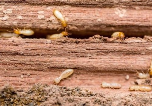 What to Do If You Discover Termites in Your Furniture or Belongings