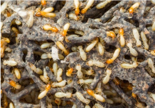 Understanding Hidden Termite Infestations: Signs, Risks, and Removal Strategies