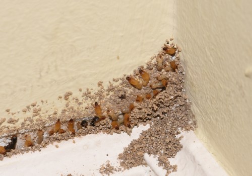 Identifying the Warning Signs of Termite Infestation in Your Home