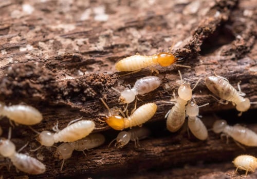 Identifying Termite Types in Your Home: A Guide to Effective Termite Removal