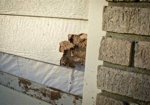 Understanding the Long-Term Effects of Termite Damage on Your Property