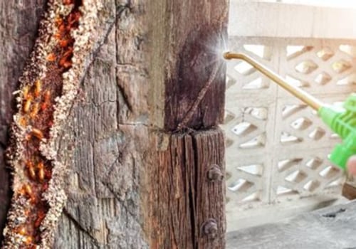Effective Strategies for Termite Removal in Your Garden and Outdoor Areas