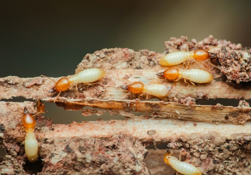 Understanding the Risks of Termites: Do They Pose a Threat to Humans and Pets?