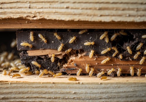 Understanding the Impact of Termites on Your Home's Structure
