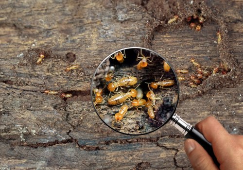 Identifying Successful Termite Treatment in Your Home