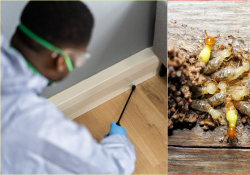 Understanding the Risks of DIY Termite Removal Methods